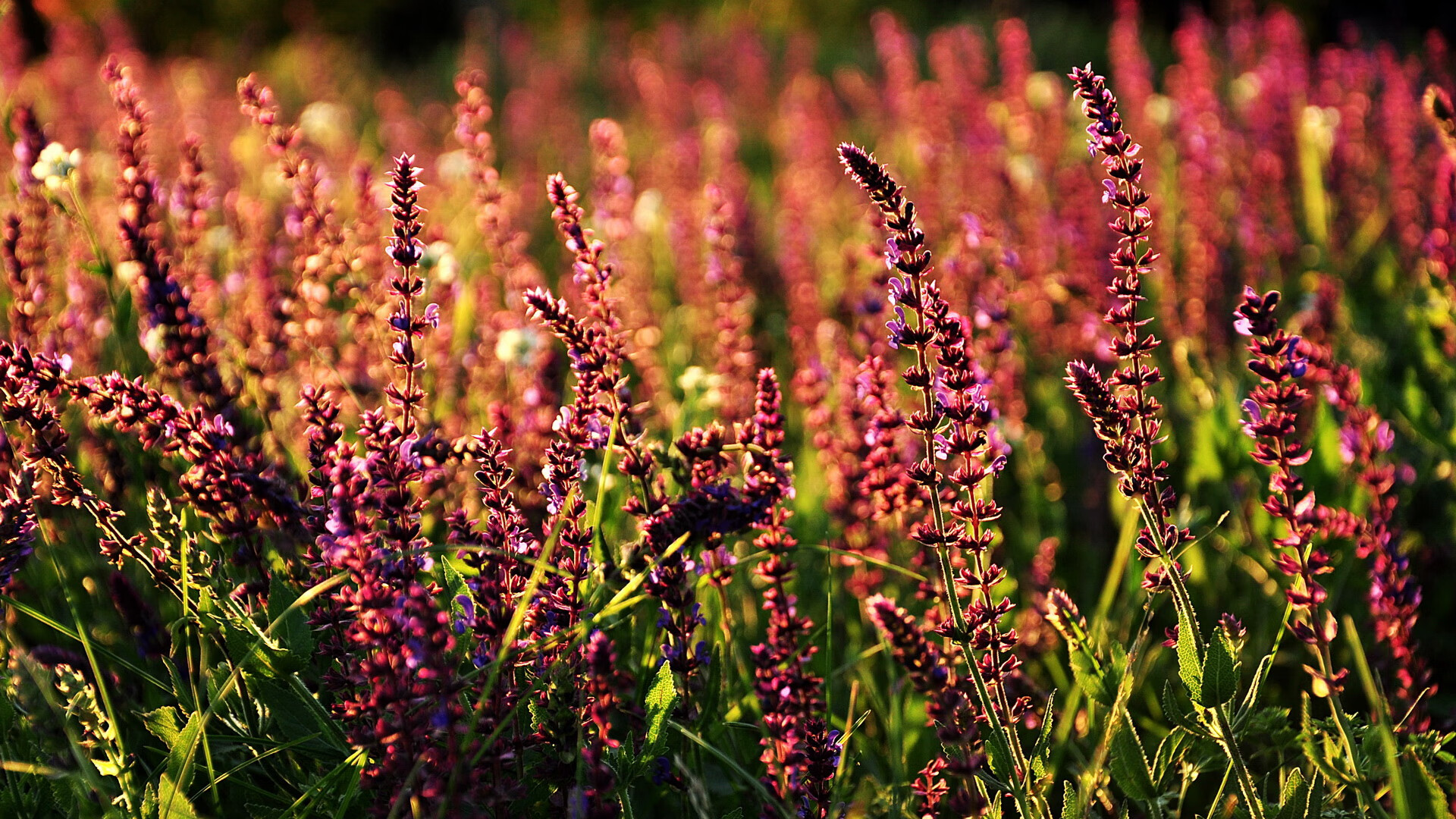 传统皮划艇竞技展,水上技术的精彩比拼,皮划艇视频比赛