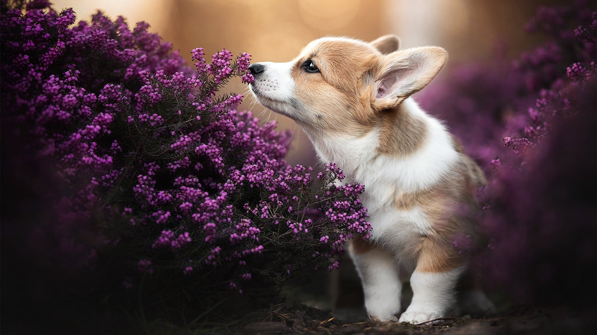 哥伦比亚女足在巴黎奥运会上展示了高水平的战术执行力，奥运会哥伦比亚女神