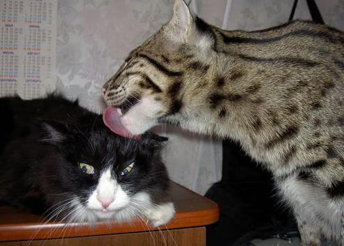 _火箭逐步反弹,追逐季后赛目标_,火箭 季后赛