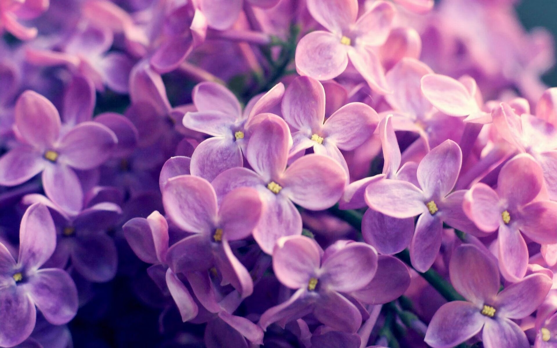 “法甲争夺激烈,积分榜一触即发”,法甲积分榜最新积分榜排名